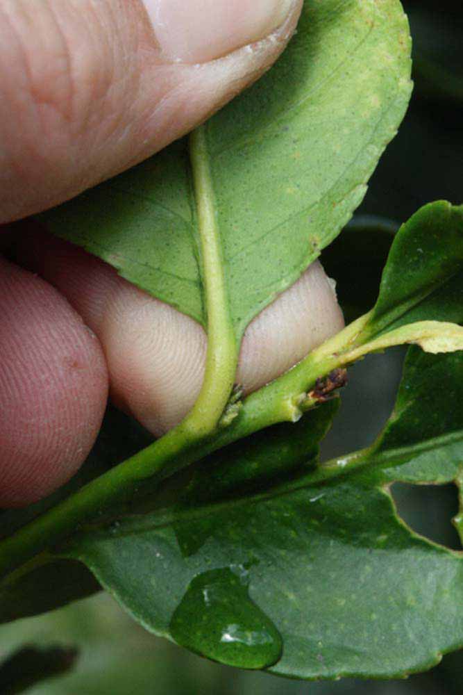                Petiole (S-1, Riverside, CA)       